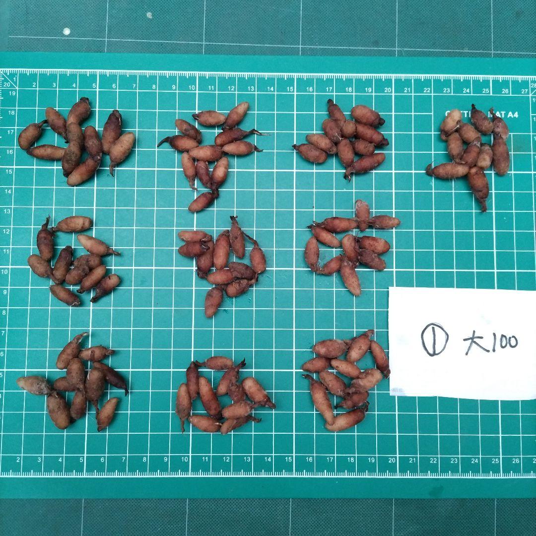 サギソウ　たび