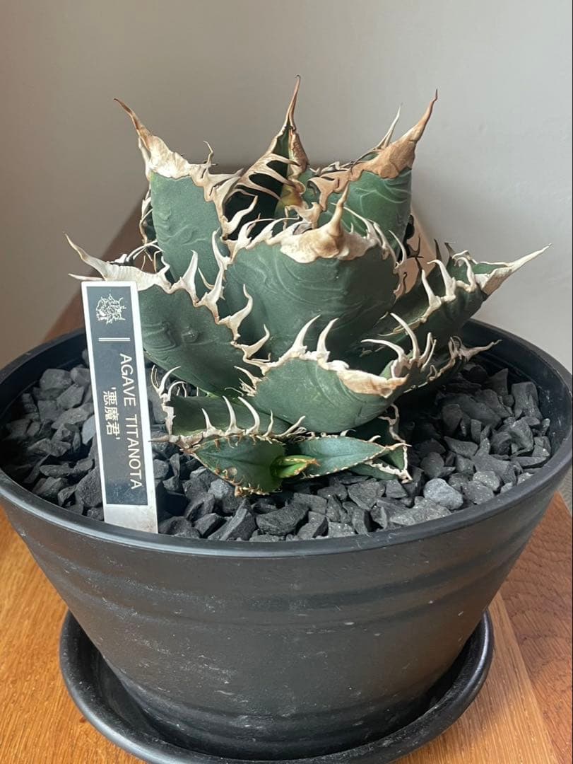 アガベ　チタノタ　シチリア産　オリジナル悪魔君　悪魔くん子株oc