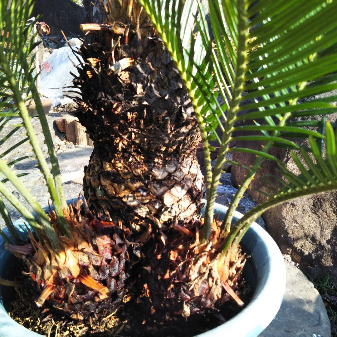 金環ソテツ （黄金ソテツ)